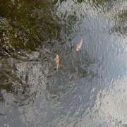 ヒメ日記 2026/04/26 20:50 投稿 ふゆ 所沢東村山ちゃんこ