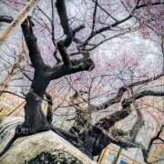 ヒメ日記 2025/04/15 23:16 投稿 神里まこと ABC 岩手ソープ