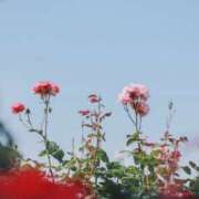 ヒメ日記 2025/03/23 11:25 投稿 にこ 東京人妻セレブリティ（ユメオト）