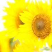 ヒメ日記 2025/07/01 09:04 投稿 にこ 東京人妻セレブリティ（ユメオト）