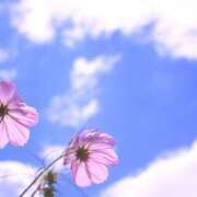 にこ 明日12日出勤します🍁 東京人妻セレブリティ（ユメオト）