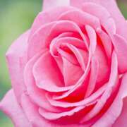 ヒメ日記 2025/06/10 18:09 投稿 花月 ゆめ プルプルオフィスディーバ