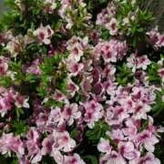 ヒメ日記 2025/04/24 22:03 投稿 福森 BBW横浜店