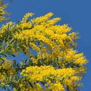 ヒメ日記 2025/03/08 18:56 投稿 西城 HERMINE-エルミネ-