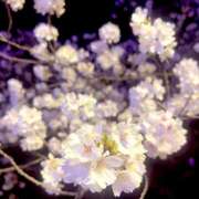 ヒメ日記 2025/04/08 20:35 投稿 西城 HERMINE-エルミネ-