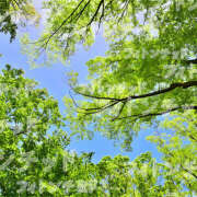 ヒメ日記 2025/04/29 08:12 投稿 西城 HERMINE-エルミネ-