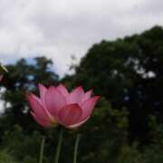 ヒメ日記 2025/07/11 06:35 投稿 西城 HERMINE-エルミネ-