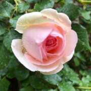 ヒメ日記 2025/09/19 13:27 投稿 西城 HERMINE-エルミネ-