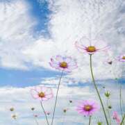 ヒメ日記 2025/09/25 07:34 投稿 西城 HERMINE-エルミネ-