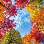 ヒメ日記 2025/11/17 13:53 投稿 西城 HERMINE-エルミネ-