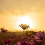 ヒメ日記 2025/11/27 06:03 投稿 西城 HERMINE-エルミネ-