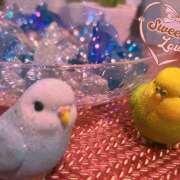 ヒメ日記 2026/02/26 13:20 投稿 西城 HERMINE-エルミネ-