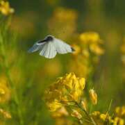 ヒメ日記 2026/03/16 08:21 投稿 西城 HERMINE-エルミネ-