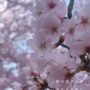 西城 Cherry blossoms HERMINE-エルミネ-
