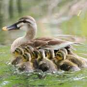 ヒメ日記 2026/04/21 23:18 投稿 西城 HERMINE-エルミネ-