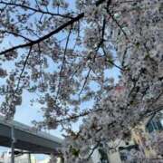 ヒメ日記 2025/04/09 21:17 投稿 なゆ clubさくら難波店