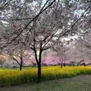 ヒメ日記 2025/04/13 10:00 投稿 瑛万(えま) 可憐な妻たち 高崎店