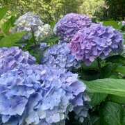 ヒメ日記 2025/06/23 19:00 投稿 瑛万(えま) 可憐な妻たち 高崎店