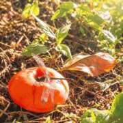 乃々華(ののか) 『素敵な景色を見つけました……っ📷🍁』 可憐な妻たち 高崎店