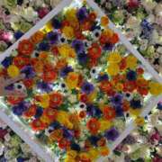 ヒメ日記 2026/03/16 09:00 投稿 椎那(しいな) 可憐な妻たち 高崎店