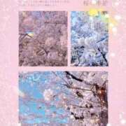 ヒメ日記 2025/04/13 22:18 投稿 結(ゆい) 可憐な妻たち 高崎店