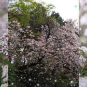 ヒメ日記 2025/04/20 09:14 投稿 山岡乃里子 五十路マダム 岐阜店