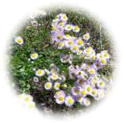 ヒメ日記 2025/04/24 12:42 投稿 山岡乃里子 五十路マダム 岐阜店