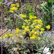 ヒメ日記 2025/05/28 10:08 投稿 山岡乃里子 五十路マダム 岐阜店