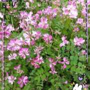 山岡乃里子 楽しみ〜 五十路マダム 岐阜店