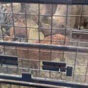 ヒメ日記 2025/09/29 01:26 投稿 つむぎ 道玄坂クリスタル