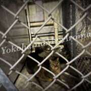 ヒメ日記 2025/01/23 04:46 投稿 ほなみ 横浜ミセスアロマ（ユメオト）