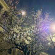 ヒメ日記 2026/04/01 19:16 投稿 ほなみ 横浜ミセスアロマ（ユメオト）