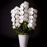 ヒメ日記 2025/02/25 08:25 投稿 石田ゆり(いしだゆり) 九州熟女　八代店