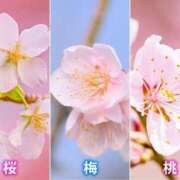 ヒメ日記 2025/02/28 13:05 投稿 石田ゆり(いしだゆり) 九州熟女　八代店