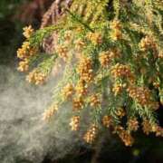 ヒメ日記 2025/03/05 08:25 投稿 石田ゆり(いしだゆり) 九州熟女　八代店