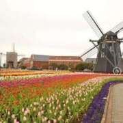 ヒメ日記 2025/05/15 22:25 投稿 石田ゆり(いしだゆり) 九州熟女　八代店