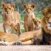 ヒメ日記 2025/05/23 08:35 投稿 石田ゆり(いしだゆり) 九州熟女　八代店