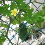 ヒメ日記 2025/05/31 12:25 投稿 石田ゆり(いしだゆり) 九州熟女　八代店