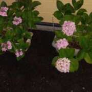 ヒメ日記 2025/06/17 12:06 投稿 石田ゆり(いしだゆり) 九州熟女　八代店