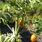 ヒメ日記 2025/07/29 09:55 投稿 石田ゆり(いしだゆり) 九州熟女　八代店