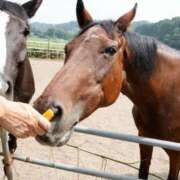 ヒメ日記 2025/09/10 21:55 投稿 石田ゆり(いしだゆり) 九州熟女　八代店
