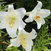 ヒメ日記 2026/01/12 20:55 投稿 石田ゆり(いしだゆり) 九州熟女　八代店