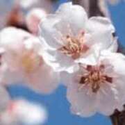 ヒメ日記 2025/03/10 06:17 投稿 ツバキ おもいっきり甘えさせてくれるおっぱい