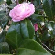 ヒメ日記 2025/03/19 11:47 投稿 ツバキ おもいっきり甘えさせてくれるおっぱい