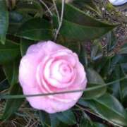 ヒメ日記 2025/03/19 17:17 投稿 ツバキ おもいっきり甘えさせてくれるおっぱい