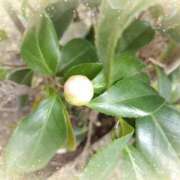 ヒメ日記 2025/03/23 14:37 投稿 ツバキ おもいっきり甘えさせてくれるおっぱい