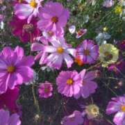 ヒメ日記 2025/03/24 20:07 投稿 ツバキ おもいっきり甘えさせてくれるおっぱい