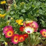 ヒメ日記 2025/04/09 13:17 投稿 ツバキ おもいっきり甘えさせてくれるおっぱい