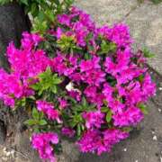 ヒメ日記 2025/04/18 18:22 投稿 りさ One More奥様　立川店