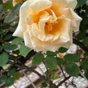 ヒメ日記 2025/04/26 14:24 投稿 りさ One More奥様　立川店